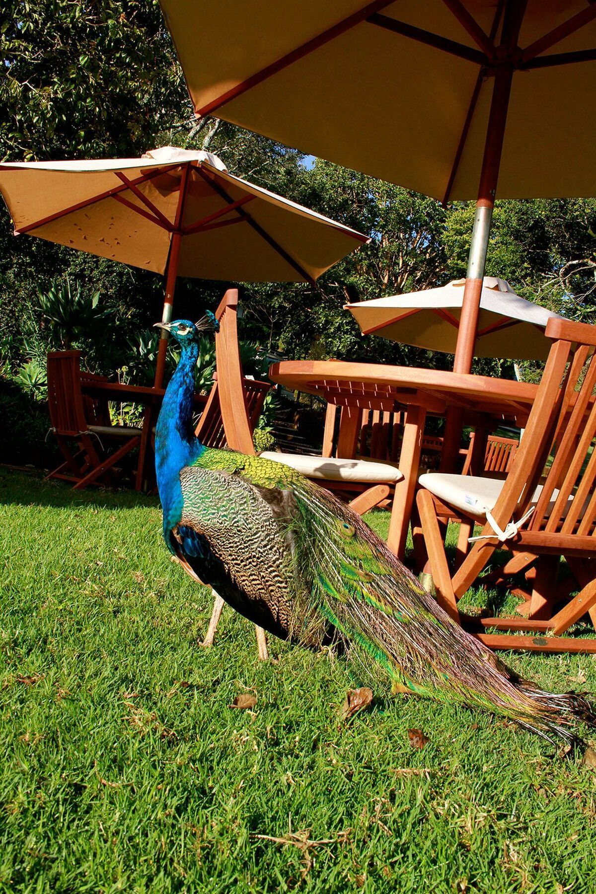 Hotel The Aberdare Country Club Mweiga Esterno foto